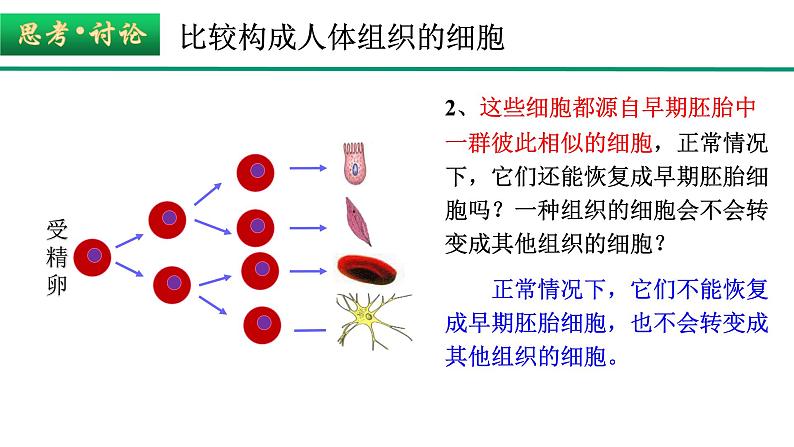 新人教版  高一 生物必修一  第六章 第二节  细胞的分化  课件ppt06