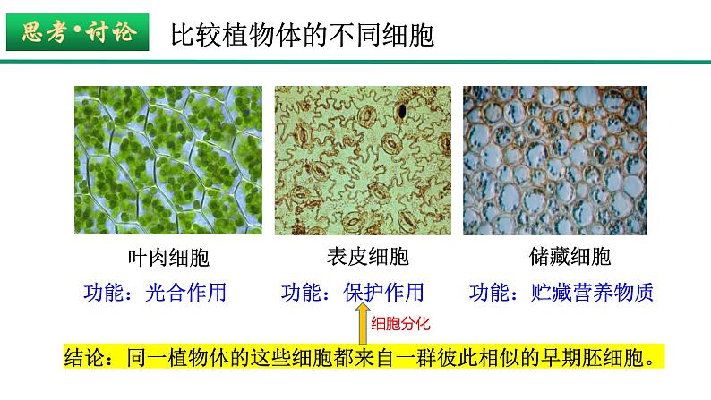 新人教版  高一 生物必修一  第六章 第二节  细胞的分化  课件ppt07