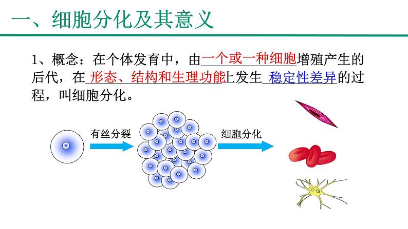 新人教版  高一 生物必修一  第六章 第二节  细胞的分化  课件ppt08