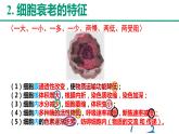 新人教版  高一 生物必修一  第六章 第三节  细胞的衰老和死亡   课件ppt