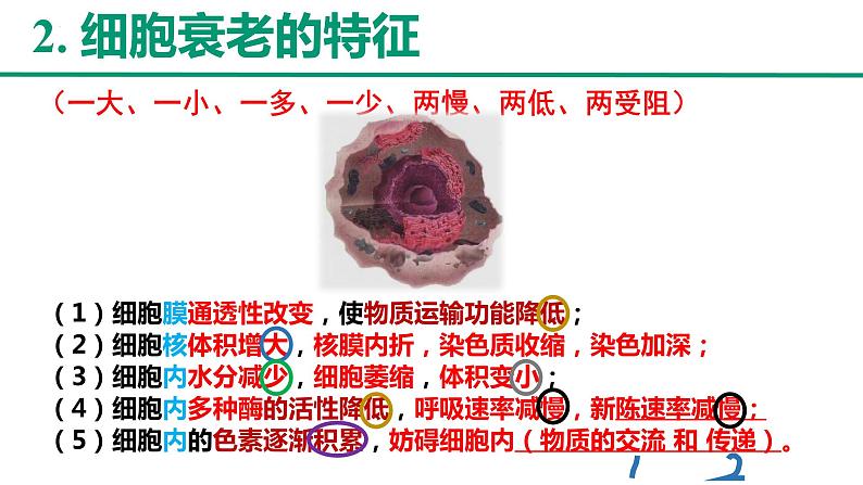 新人教版  高一 生物必修一  第六章 第三节  细胞的衰老和死亡   课件ppt05