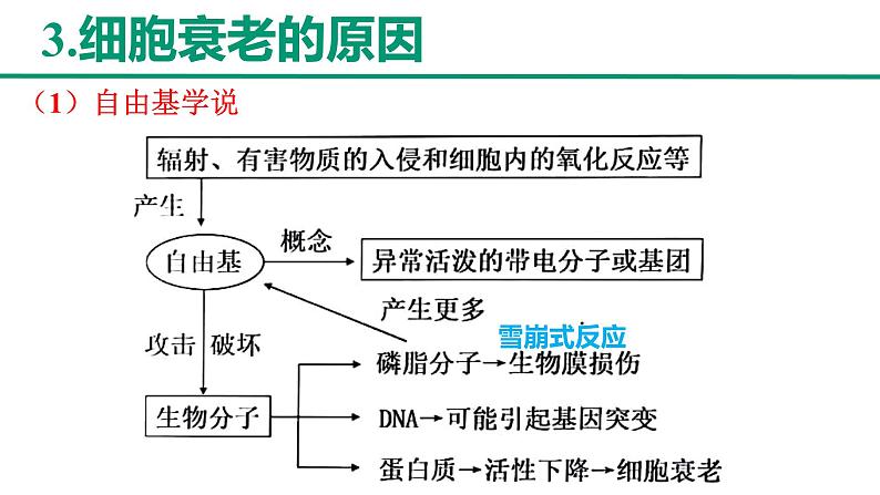 新人教版  高一 生物必修一  第六章 第三节  细胞的衰老和死亡   课件ppt07