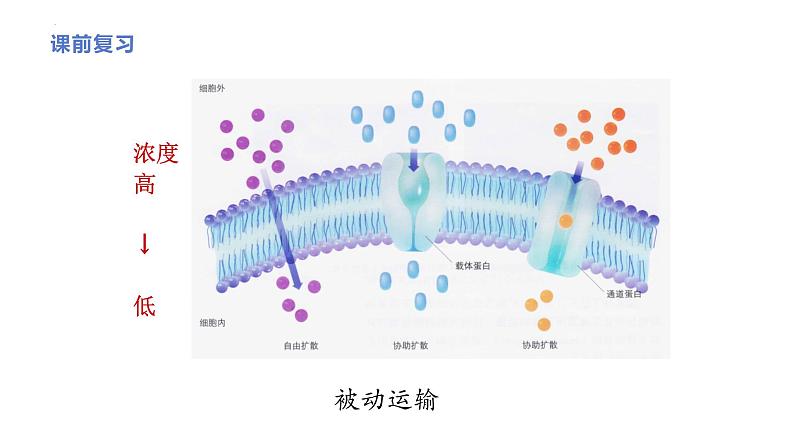 新人教版  高一 生物必修一  第四章 第二节 主动运输与胞吞、胞吐  课件ppt02