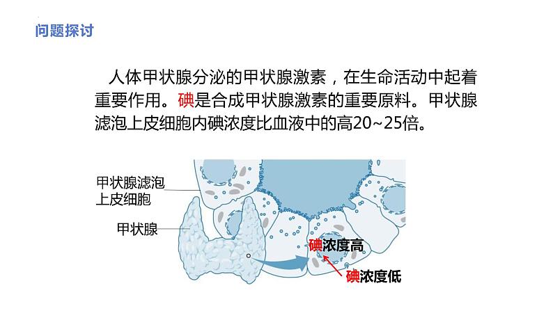 新人教版  高一 生物必修一  第四章 第二节 主动运输与胞吞、胞吐  课件ppt03