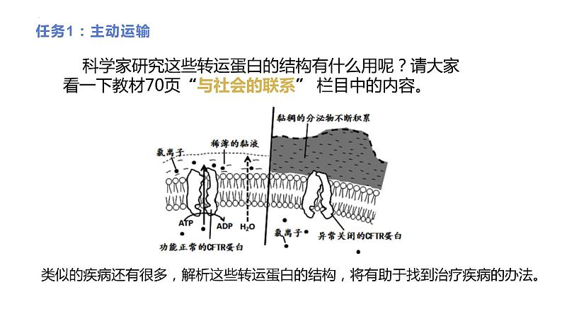 新人教版  高一 生物必修一  第四章 第二节 主动运输与胞吞、胞吐  课件ppt07