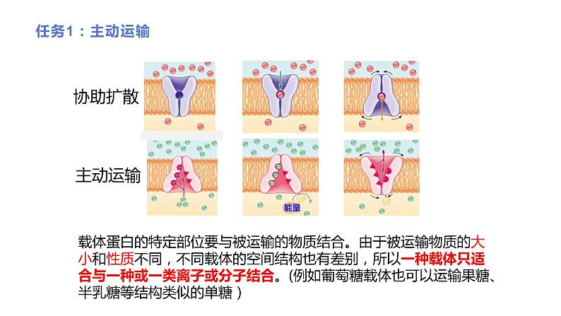 新人教版  高一 生物必修一  第四章 第二节 主动运输与胞吞、胞吐  课件ppt08