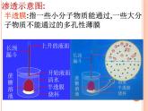新人教版  高一 生物必修一  第四章 第一节 被动运输  课件ppt