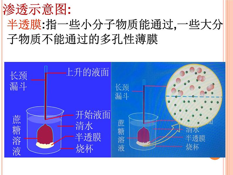 新人教版  高一 生物必修一  第四章 第一节 被动运输  课件ppt第5页