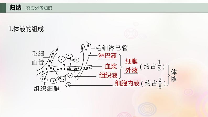 鲁湘辽新教材2024届高考生物一轮复习第八单元生命活动的调节第1课时人体的内环境与稳态课件第4页