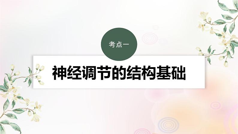 鲁湘辽新教材2024届高考生物一轮复习第八单元生命活动的调节第2课时神经调节的结构基础及基本方式课件第3页