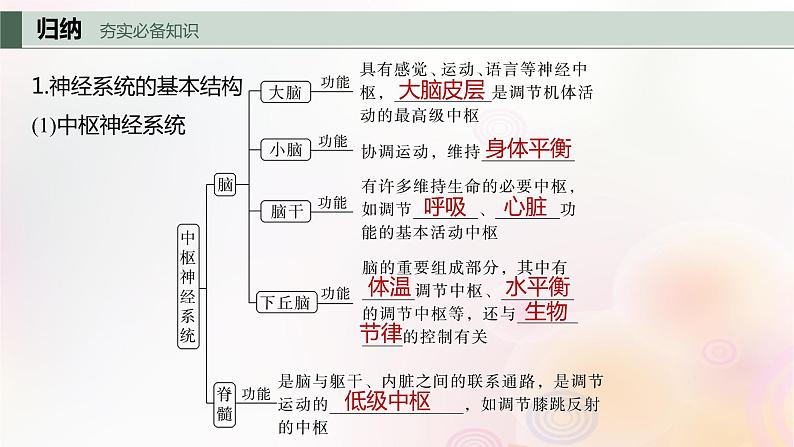 鲁湘辽新教材2024届高考生物一轮复习第八单元生命活动的调节第2课时神经调节的结构基础及基本方式课件第4页