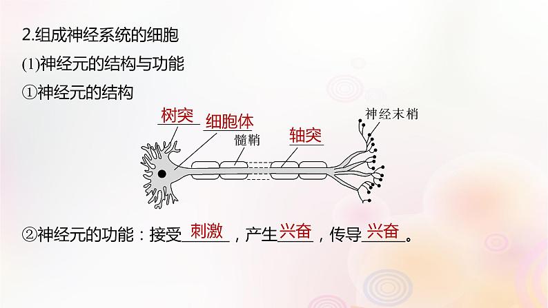 鲁湘辽新教材2024届高考生物一轮复习第八单元生命活动的调节第2课时神经调节的结构基础及基本方式课件第7页