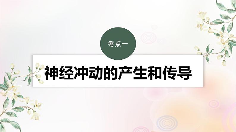 鲁湘辽新教材2024届高考生物一轮复习第八单元生命活动的调节第3课时神经冲动的产生传导和传递课件第3页