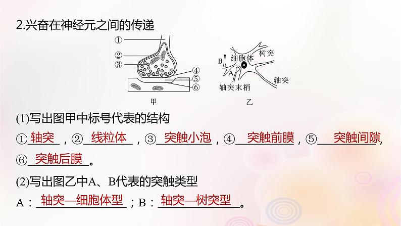 鲁湘辽新教材2024届高考生物一轮复习第八单元生命活动的调节第3课时神经冲动的产生传导和传递课件第7页