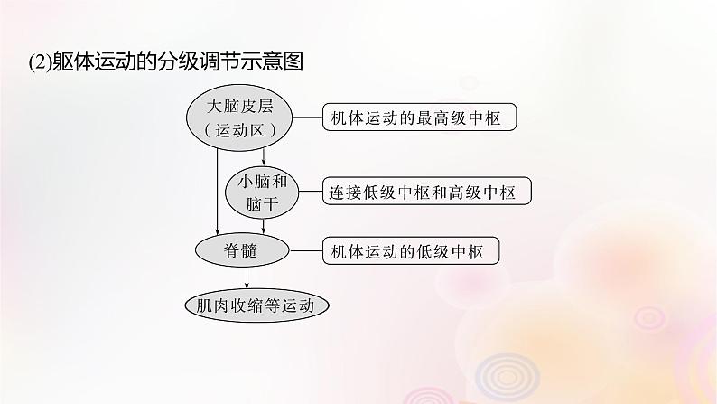 鲁湘辽新教材2024届高考生物一轮复习第八单元生命活动的调节第4课时神经系统的分级调节和人脑的高级功能课件05