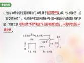 鲁湘辽新教材2024届高考生物一轮复习第八单元生命活动的调节长句表达四个体稳态中相关过程变化机理分析课件