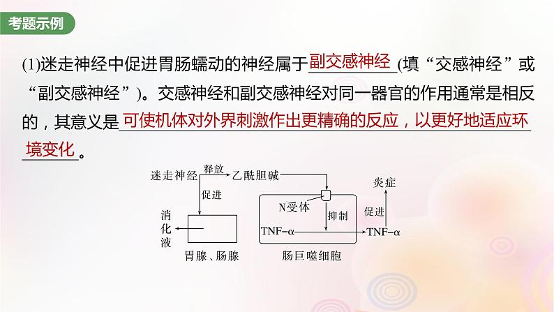 鲁湘辽新教材2024届高考生物一轮复习第八单元生命活动的调节长句表达四个体稳态中相关过程变化机理分析课件04