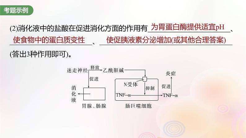 鲁湘辽新教材2024届高考生物一轮复习第八单元生命活动的调节长句表达四个体稳态中相关过程变化机理分析课件05