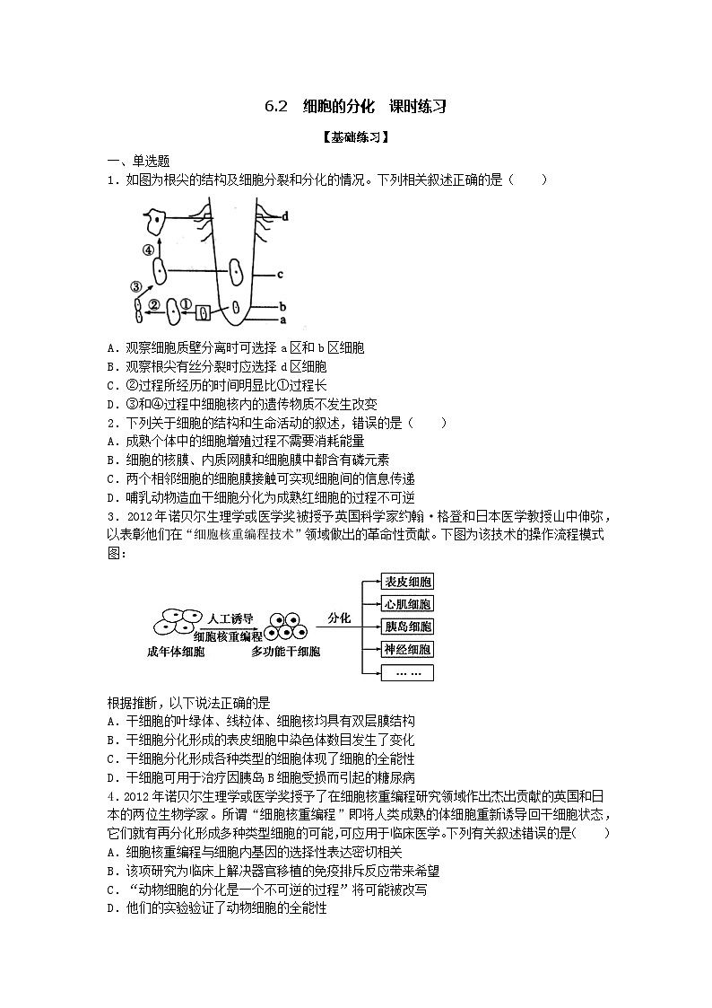 新人教版  高一 生物必修一  第六章 第二节  细胞的分化  课时练（含答案）01