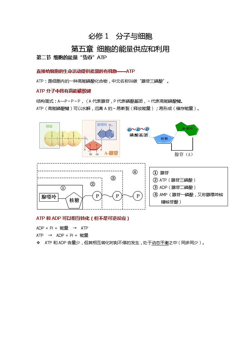 新人教版  高一 生物必修一  第五章 第二节  细胞的能量“货币”ATP  知识清单第1页