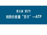 新人教版  高一 生物必修一  第五章 第二节  细胞的能量“货币”ATP  课件ppt