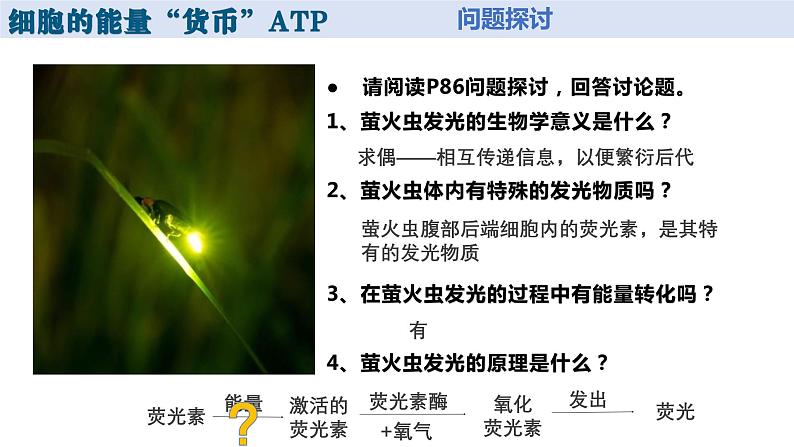 新人教版  高一 生物必修一  第五章 第二节  细胞的能量“货币”ATP  课件ppt03