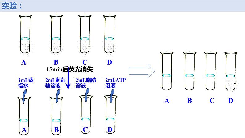 新人教版  高一 生物必修一  第五章 第二节  细胞的能量“货币”ATP  课件ppt05