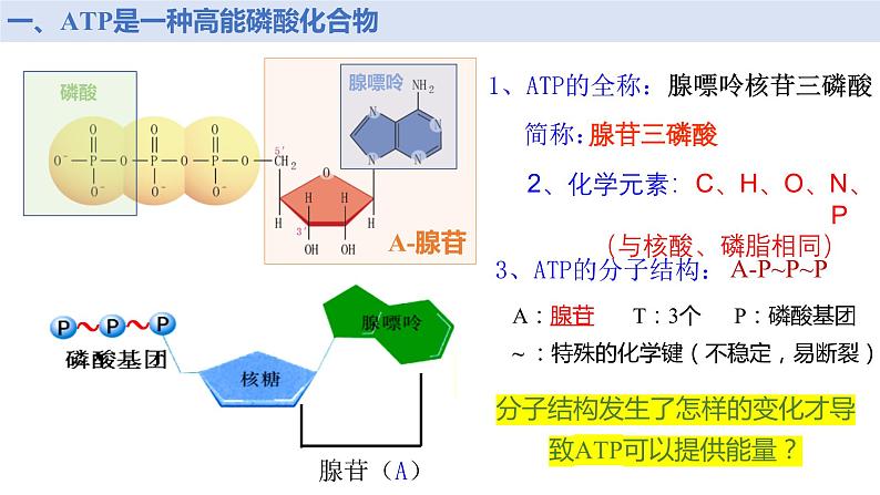 新人教版  高一 生物必修一  第五章 第二节  细胞的能量“货币”ATP  课件ppt08