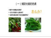新人教版  高一 生物必修一  第五章 第四節(jié)  光合作用與能量轉(zhuǎn)化（第1課時(shí) 捕獲光能的色素和結(jié)構(gòu)）課件ppt