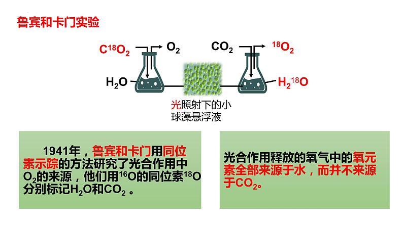 新人教版  高一 生物必修一  第五章 第四节  光合作用与能量转化（第2课时 光合作用的原理和应用）课件ppt05