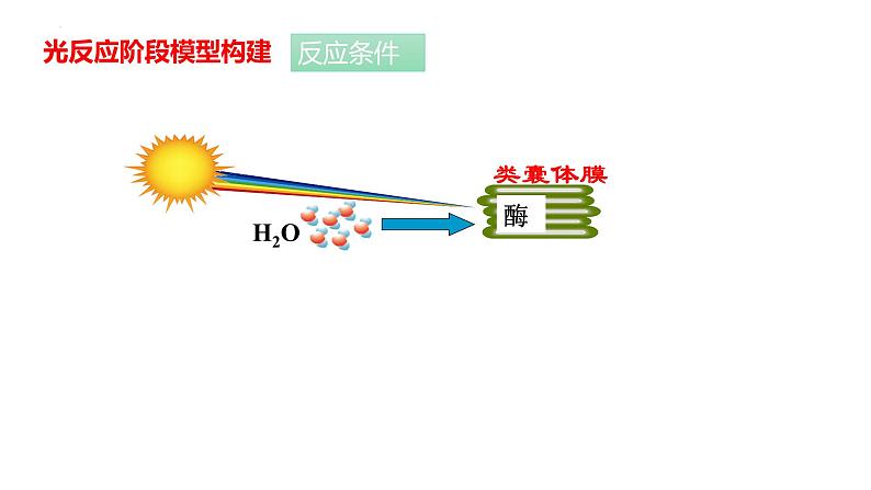 新人教版  高一 生物必修一  第五章 第四节  光合作用与能量转化（第2课时 光合作用的原理和应用）课件ppt08