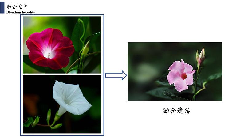 1.1孟德尔豌豆杂交实验课件第1页