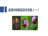 1.1孟德尔豌豆杂交实验课件