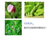 1.1孟德尔豌豆杂交实验课件