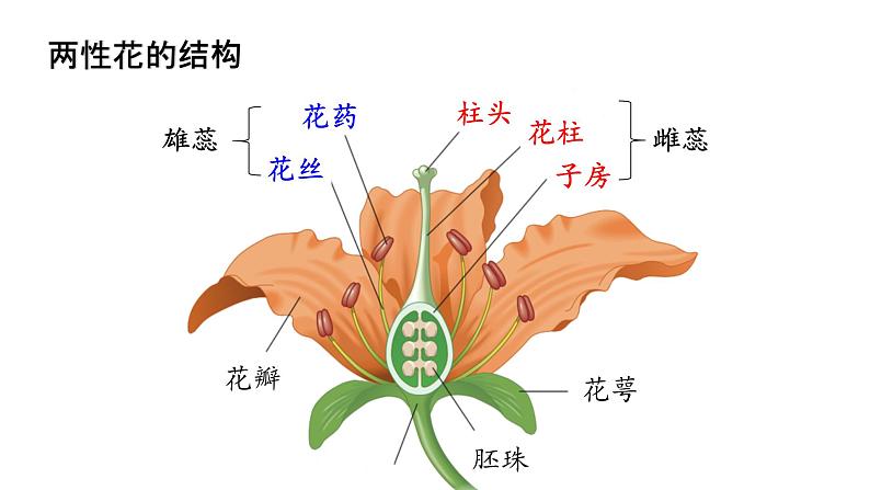 1.1孟德尔豌豆杂交实验课件第5页