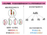 2.2 基因在染色体上new-onion课件