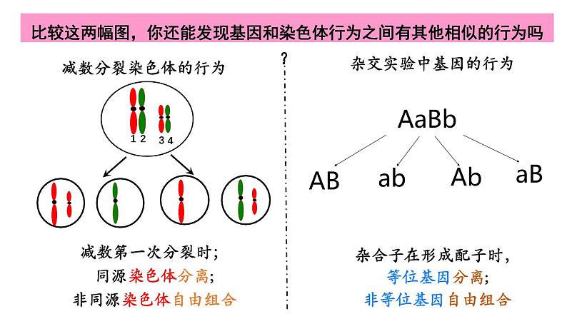 2.2 基因在染色体上new-onion课件第5页