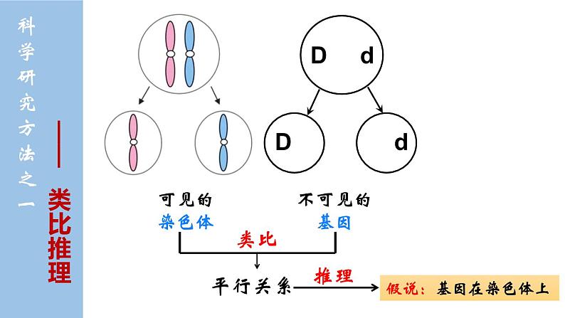 2.2 基因在染色体上new-onion课件第7页