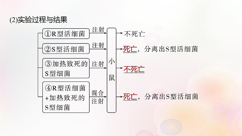 鲁湘辽新教材2024届高考生物一轮复习第六单元第1课时DNA是主要的遗传物质课件第5页