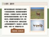 1.1种群具有一定的特征-第1课时（教学课件）——高中生物学浙科版（2019）选择性必修二