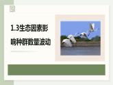 1.3生态因素影响种群数量波动（教学课件）——高中生物学浙科版（2019）选择性必修二