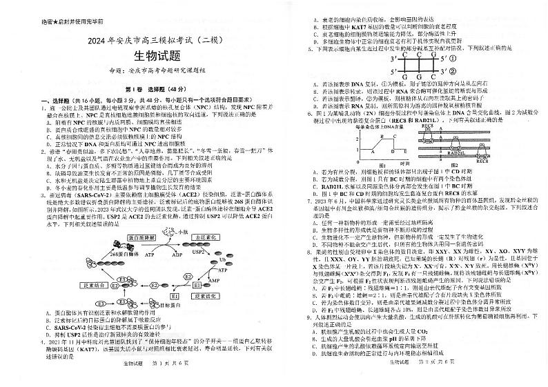 2024年安徽省安庆市高三高考二模生物试题01