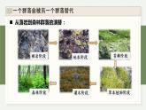 2.4群落随时间变化有序地演替（教学课件）——高中生物学浙科版（2019）选择性必修二