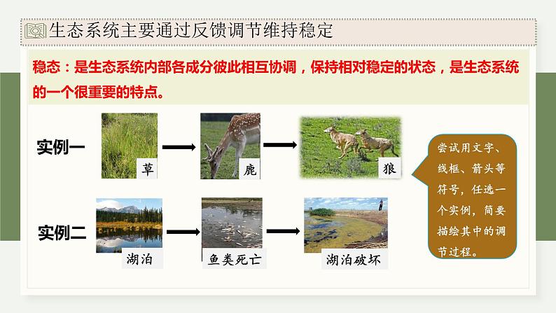 3.6生态系统通过自我调节维持稳态（教学课件）——高中生物学浙科版（2019）选择性必修二第4页