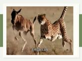 4.3保护生物多样性意义重大（教学课件）——高中生物学浙科版（2019）选择性必修二