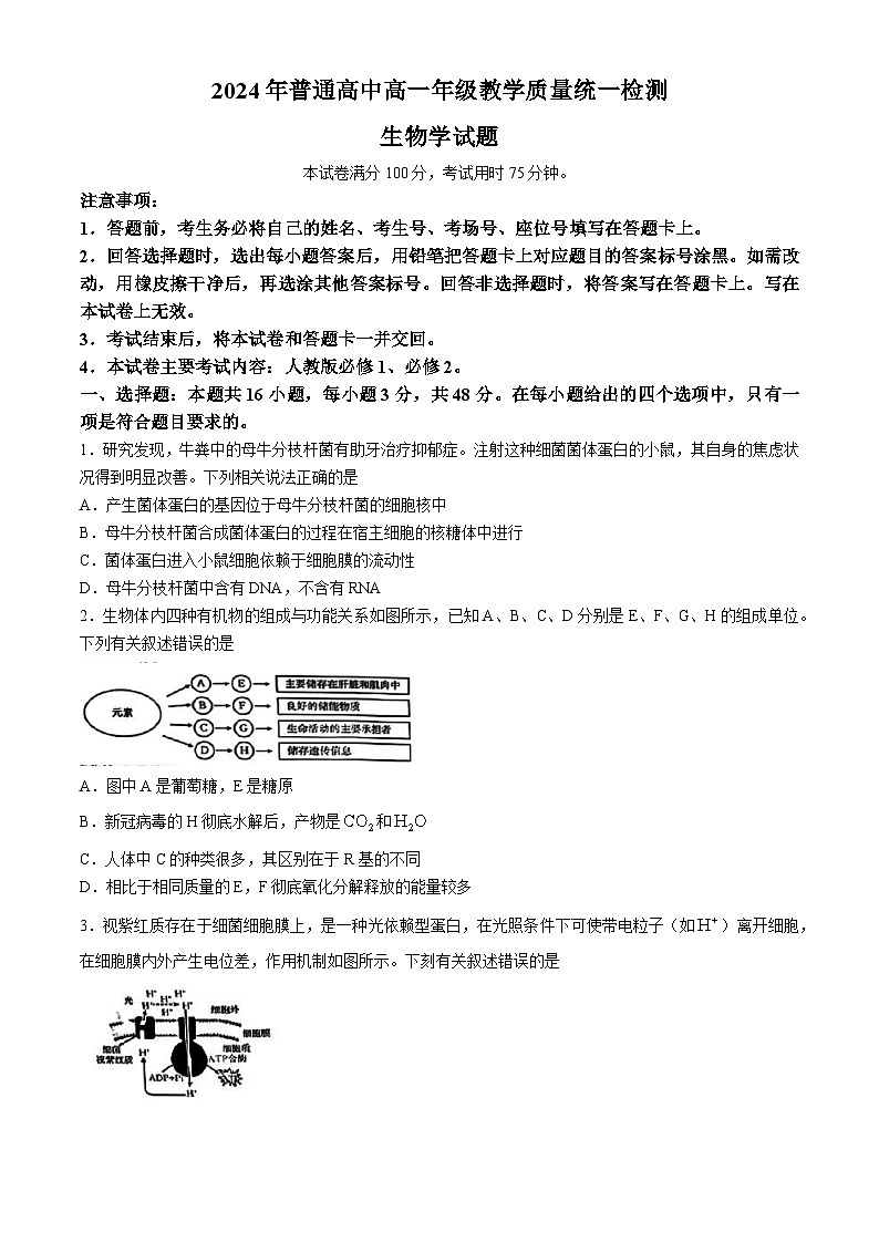 甘肃省普通高中2023-2024学年高一下学期期末教学质量统一检测生物试题01