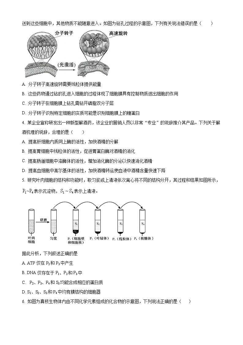 2024保定部分高中高一下学期7月期末考试生物含解析02