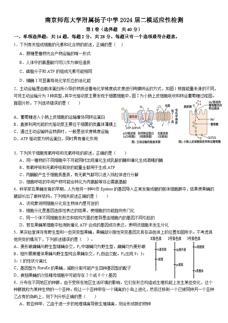 2024届江苏省南京师范大学附属扬子中学高三下学期二模适应性检测生物试题01