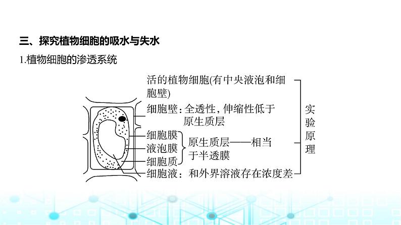 新高考生物总复习专题3细胞的物质输入与输出教学课件05