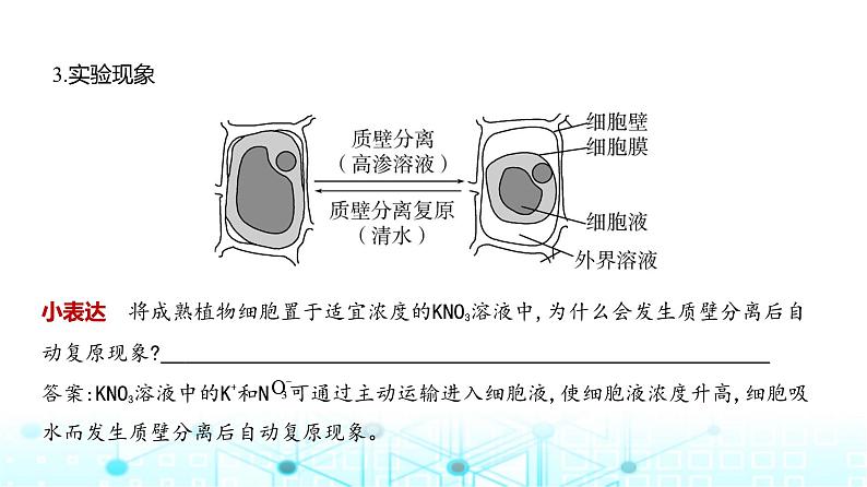 新高考生物总复习专题3细胞的物质输入与输出教学课件07